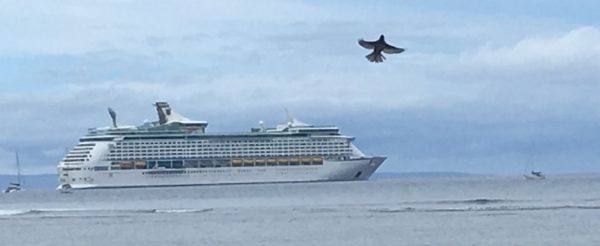 good-timing-bird-and-cruise-ship